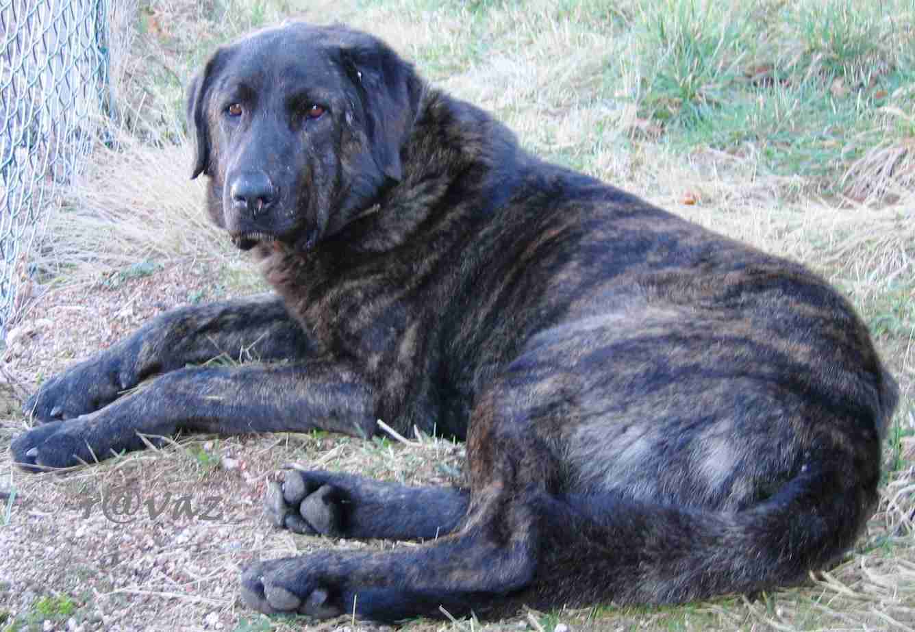 Chien Castro Laboreiro