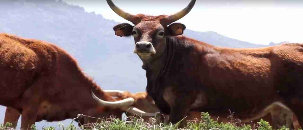 Cachena (dans le Parc National Peneda Gerês)
