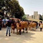 Guimarães, Fêtes Gultérianas 5