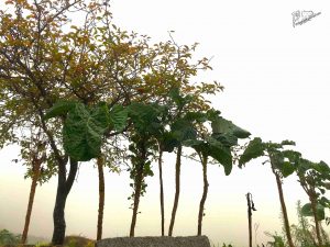 Le Choux de Noël (Couve-Galega)