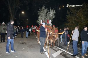 Guimaraes-Festa do Pinheiro