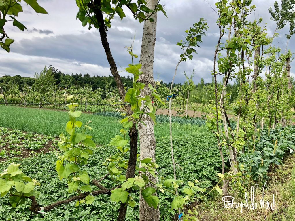 jardins communautaires , Creixomil